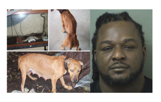 Mug shot of Tavarus Jackson and a dirty tank with a snake in it and an emaciated dog