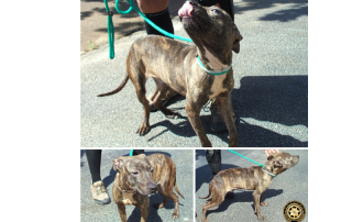 3 images of a malnourished dog