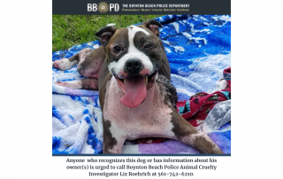 Brown and white dog with tongue out laying on a blue and white blanket