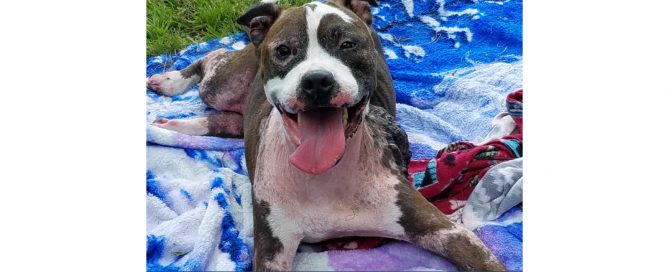 Brown and white dog with tongue out laying on a blue and white blanket